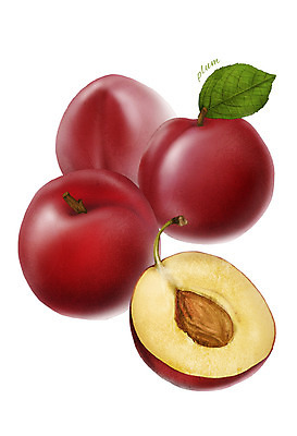 PSD 음식 잎 과일 일러스트 식재료 씨앗 사람없음 농작물 자두 디테일 국내일러스트 식물 농업 파일형식