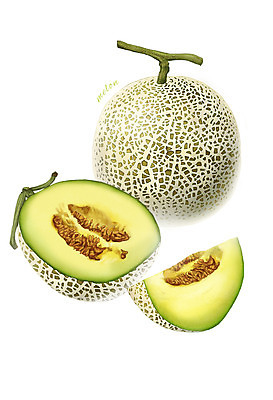 PSD 음식 과일 일러스트 식재료 사람없음 농작물 멜론 디테일 국내일러스트 농업 파일형식