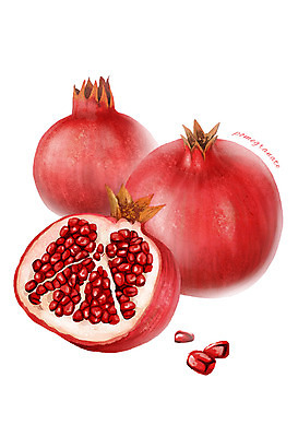 PSD 음식 컬러 과일 일러스트 식재료 사람없음 빨간색 농작물 석류 디테일 국내일러스트 농업 파일형식