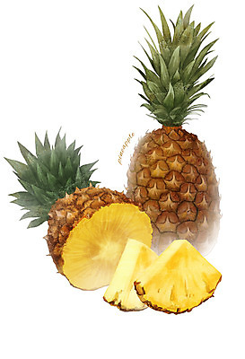PSD 음식 과일 일러스트 식재료 사람없음 농작물 파인애플 열대과일 트로피컬아트 디테일 국내일러스트 농업 그림 파일형식