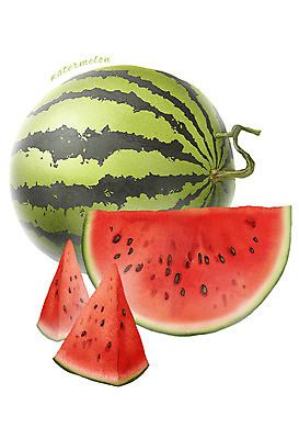 PSD 음식 과일 일러스트 식재료 수박 씨앗 사람없음 농작물 디테일 과채 국내일러스트 식물 농업 채소 파일형식