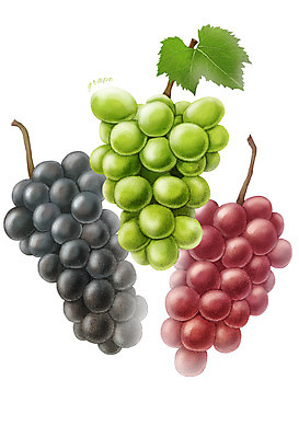 PSD 음식 컬러 잎 과일 일러스트 식재료 포도 사람없음 초록색 농작물 보라색 청포도 디테일 국내일러스트 식물 농업 파일형식