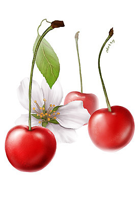 PSD 열매 꽃 음식 컬러 잎 과일 일러스트 식재료 사람없음 빨간색 농작물 체리 디테일 국내일러스트 식물 농업 파일형식