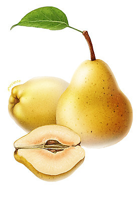 PSD 음식 잎 과일 일러스트 식재료 씨앗 사람없음 농작물 모과 디테일 국내일러스트 식물 농업 파일형식