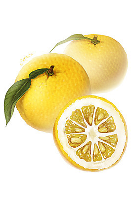 PSD 음식 잎 과일 일러스트 식재료 씨앗 사람없음 농작물 유자 디테일 국내일러스트 식물 농업 파일형식