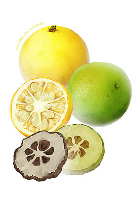 PSD 열매 음식 과일 일러스트 식재료 사람없음 농작물 탱자 지실 디테일 국내일러스트 식물 농업 파일형식