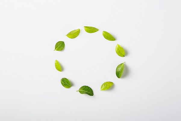 포토 JPG 스튜디오촬영 식물 백그라운드 나뭇잎 실내 사람없음 자연보호 환경 재활용 오브젝트 국내포토 잎 자연 내부 보호 친환경 파일형식