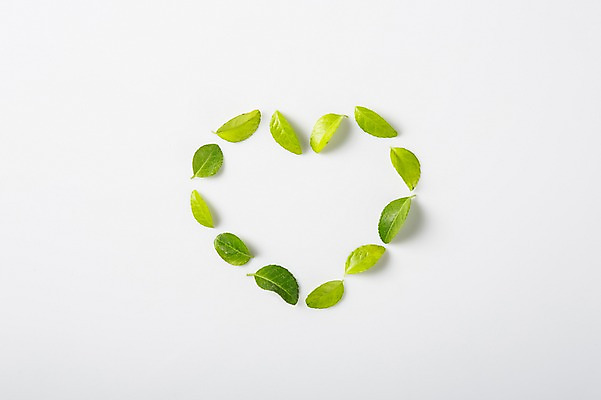 포토 JPG 스튜디오촬영 식물 배경화면 백그라운드 나뭇잎 실내 사람없음 자연보호 환경 재활용 하트 오브젝트 국내포토 모양 잎 자연 내부 보호 친환경 파일형식