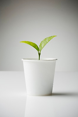 포토 JPG 스튜디오촬영 식물 백그라운드 실내 사람없음 컵 새싹 자연보호 환경 종이컵 국내포토 식기 자연 내부 보호 일회용 파일형식