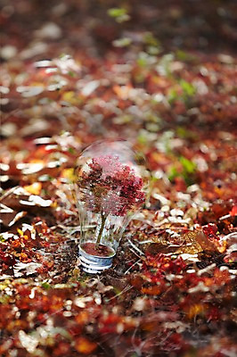 JPG 나무 식물 편집 편집이미지 계절 백그라운드 단풍 낙엽 전구 사람없음 3D 가을 편집3D 잎 디지털합성 파일형식