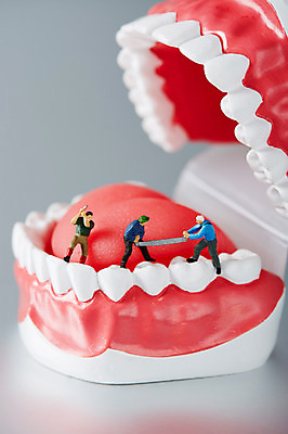 포토 JPG 스튜디오촬영 백그라운드 의학 사람없음 치료 미니어처 오브젝트 틀니 국내포토 실내 모형 치아 파일형식