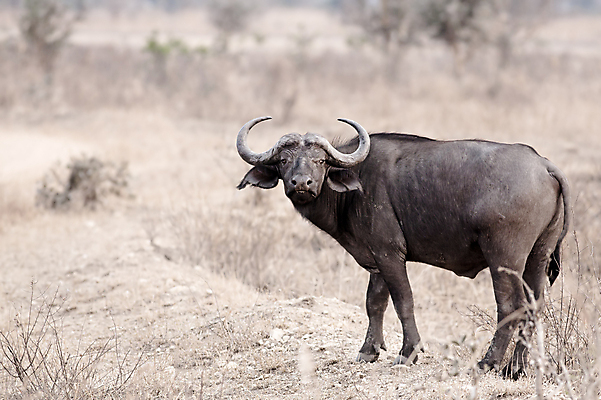 포토 JPG 해외이미지 동물 공원 야생동물 여행 포유류 아프리카 자연 휴가 풍경 사람없음 사파리 사바나 이국적 전국 탄자니아 해외202004 해외포토 공공시설 나라 생태계 파일형식 이미지허브