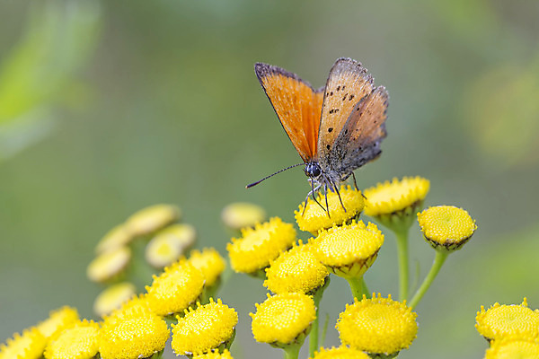 포토 JPG 해외이미지 식물 동물 꽃 나비 곤충 날개 오렌지 사람없음 초록색 노란색 마시기 닫기 꿀 해외202004 해외포토 컬러 과일 모션 파일형식 이미지허브