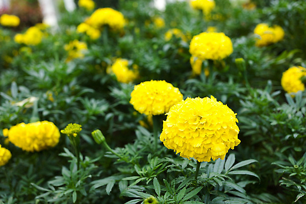 포토 JPG 해외이미지 식물 계절 꽃잎 꽃 백그라운드 잎 꽃무늬 패턴 밭 자연 사람없음 장식 초록색 빛 컬러풀 노란색 머리 정원 봄 벚꽃 신선 개화 황금 싱글 내추럴 고립 해외202004 해외포토 컬러 무늬 농업 신체부위 생태계 파일형식 이미지허브