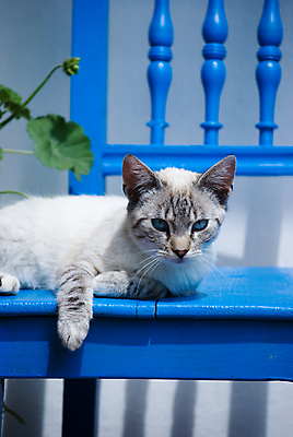 포토 JPG 해외이미지 동물 의자 포유류 사람없음 파란색 반려동물 고양이 줄무늬 흰색 해외202004 해외포토 컬러 가구 무늬 파일형식 이미지허브