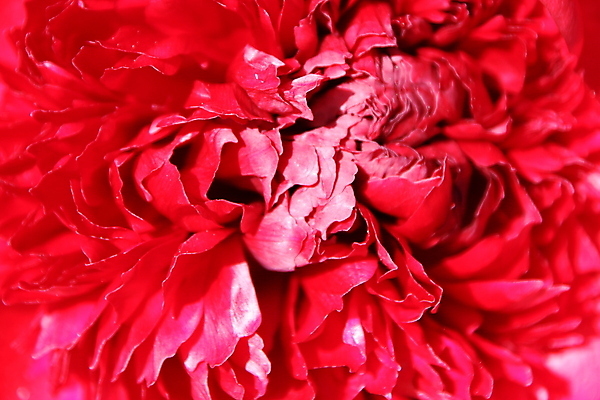 포토 JPG 해외이미지 식물 꽃잎 꽃 잎 꽃무늬 자연 사람없음 장식 빨간색 봄 신선 만족 꽃가루 꽃수술 해외202004 해외포토 계절 감정 컬러 무늬 가루 생태계 파일형식 이미지허브