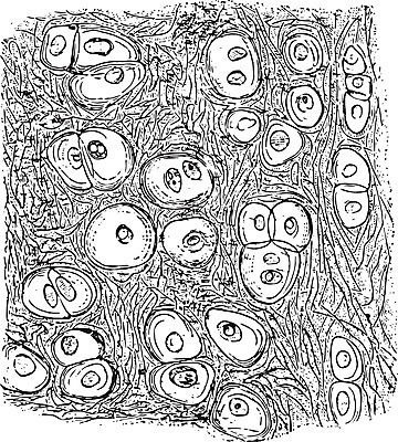 EPS 해외이미지 선 일러스트 미술 노란색 검은색 수확 흰색 그림 판화 연골 해외202004 해외일러스트 컬러 농업 문화예술 파일형식 벡터 이미지허브