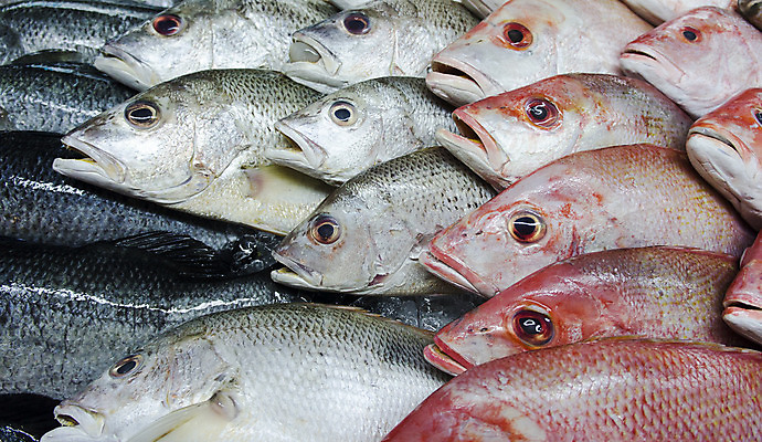포토 JPG 해외이미지 동물 산업 음료 음식 바다 재료 낚시 새우 건강 갑각류 어류 사람없음 빨간색 판매 상점 냉동 얼음 추위 죽음 신선 잡기 그룹 변화 시장 은색 시원함 수집 먹기 가득함 준비 눈금 꼬리 날것 도미 낚시꾼 지느러미 소매 흙더미 소금물 송어 해외202004 해외포토 자연요소 컬러 컨셉 모션 레저 수중동물 흙 파일형식 더미 이미지허브