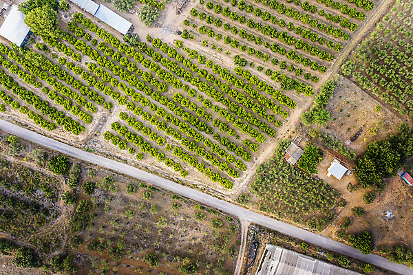 포토 JPG 해외이미지 식물 계절 산업 지구 여행 백그라운드 패턴 밭 농업 자연 하늘 안테나 풍경 사람없음 야외 초록색 여름 농작물 농장 농경지 환경 봄 수확 성장 시골 정상 땅 유기농 질감 내추럴 드론 밭일 세련 해외202004 해외포토 웰빙 컬러 무늬 통신 생태계 파일형식 이미지허브
