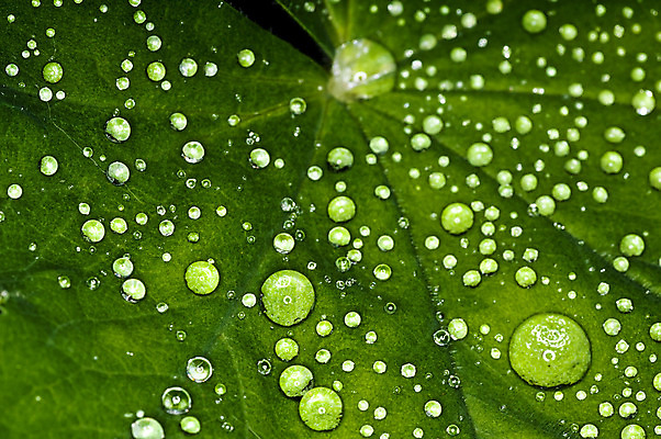 포토 JPG 해외이미지 식물 계절 공원 꽃 백그라운드 잎 패턴 자연 건강 사람없음 야외 치료 초록색 물 약 반사 정원 봄 젖음 성장 벚꽃 물방울 신선 개화 닫기 떨어짐 약초 이슬 빗방울 허브 질감 분무기 내추럴 해외202004 해외포토 자연요소 공공시설 컬러 컨셉 무늬 의학 모션 풀_식물 비_날씨 생태계 파일형식 이미지허브