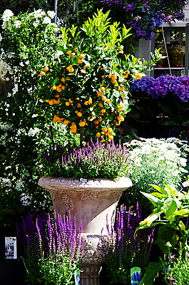 포토 JPG 해외이미지 꽃 도로 꽃다발 여행 꽃무늬 비즈니스 건축양식 창문 휴가 거리 선물 사람없음 빨간색 초록색 파란색 빛 태양 장미 노란색 문 마을 탑 상점 수확 바위 도시 도심 작음 심볼 메인 복고 지역 타운 프랑스어 옛날 해외202004 해외포토 자연요소 식물 문자 건축물 건축 길 컬러 무늬 농업 교통시설 돌_바위 크기 파일형식 이미지허브