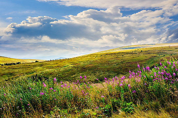 포토 JPG 해외이미지 나무 식물 구름 꽃 밭 자연 하늘 산 풍경 경사 사람없음 야외 초록색 여름 계곡 보라색 시골 정상 땅 언덕 장면 산악지대 수평선 해외202004 해외포토 자연요소 계절 컬러 농업 생태계 파일형식 이미지허브