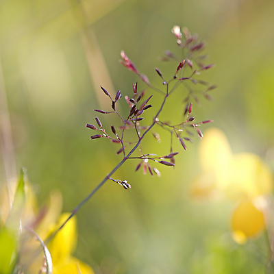 포토 JPG 해외이미지 식물 계절 백그라운드 잎 밭 자연 추상 노르웨이 풍경 잔디 사람없음 야외 빨간색 초록색 여름 햇빛 태양 노란색 평화 환경 정원 화목 침묵 봄 활발 성장 신선 소프트포커스 순수 생물학 밀짚 내추럴 광합성 생태학 해외202004 해외포토 자연요소 교육 유럽 컬러 컨셉 무늬 농업 촬영기법 소리 짚 생태계 파일형식 이미지허브