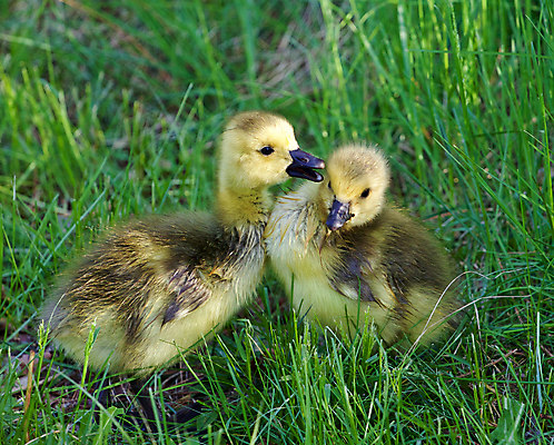 포토 JPG 해외이미지 응시 어린이 포즈 백그라운드 캐나다 가족 관계 엄마 함께함 병아리 사랑 사람없음 머리 검은색 수영 힘 흰색 가르침 수비 보호 목 거위 돌봄 헬프 해외202004 해외포토 시선 교육 감정 컬러 컨셉 북아메리카 모션 조류 사람 신체부위 수상스포츠 도움 파일형식 이미지허브