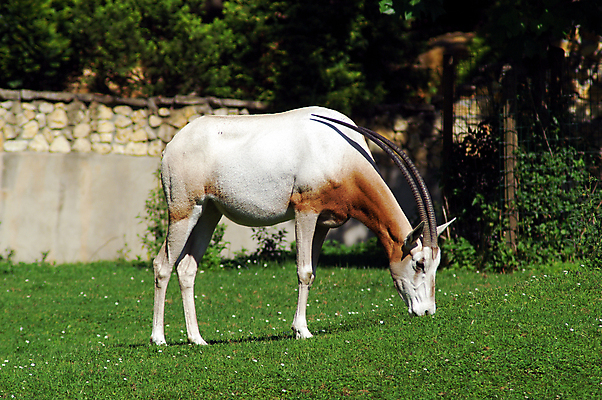 포토 JPG 해외이미지 동물 응시 얼굴 야생동물 모래 포유류 아프리카 초식동물 뿔 사람없음 사막 모래언덕 사파리 영양 총구 칼라하리 해외202004 해외포토 시선 나라 신체부위 언덕 파일형식 이미지허브