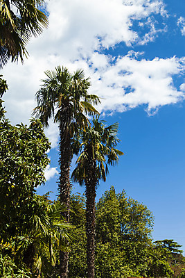 포토 JPG 해외이미지 나무 식물 공원 꽃 바다 여행 건축양식 자연 하늘 휴가 휴식 열대 산 손바닥 풍경 잔디 사람없음 야외 초록색 물 여름 파란색 교회 여행객 정원 검은색 흰색 스페인 휴양지 정사각형 지역 남쪽 내추럴 로스앤젤레스 안달루시아 이국적 해외202004 해외포토 자연요소 도형 손 계절 공공시설 건축 유럽 컬러 컨셉 종교건축 사람 건물 미국 장소 방향 생태계 파일형식 이미지허브
