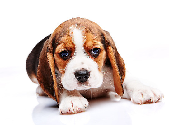 포토 JPG 해외이미지 동물 척추동물 1 응시 감정 새끼 백그라운드 포유류 친절 사랑 사람 사람없음 반려동물 갈색 터치 흰색 개 리트리버 강아지 작음 자르기 흰배경 사냥개 비글 슛 육식동물 송곳니 거짓말 기르기 유래 차단 해외202004 해외포토 시선 컬러 모션 치아 크기 돌봄 파일형식 이미지허브