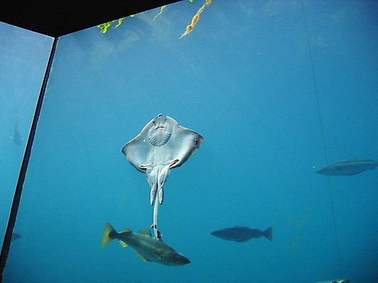 포토 JPG 해외이미지 바다 자연 유리 노르웨이 어류 사람 사람없음 빨간색 물 파란색 반사 게 흰색 장어 쇼 수족관 해외202004 해외포토 자연요소 유럽 컬러 재질 갑각류 수중동물 생태계 파일형식 이미지허브