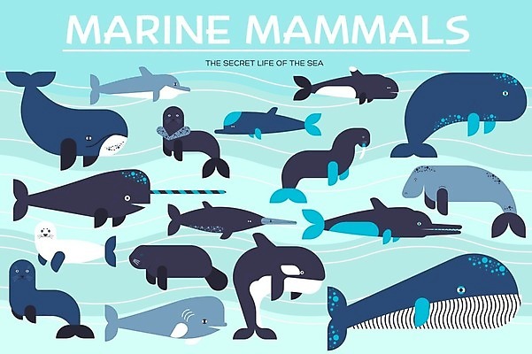 EPS 해외이미지 여러마리 일러스트 종류 사람없음 바다동물 바다표범 물개 고래 돌고래 바다코끼리 해외202004 해외일러스트 동물 바다 다수 포유류 수중동물 파일형식 벡터 이미지허브