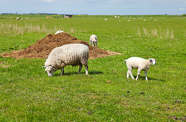 포토 JPG 해외이미지 동물 응시 밭 포유류 자연 풍경 사람없음 농장 가축 봄 아기 양 양고기 양모 밭일 해외202004 해외포토 시선 계절 농업 육류 사람 직물 생태계 파일형식 이미지허브
