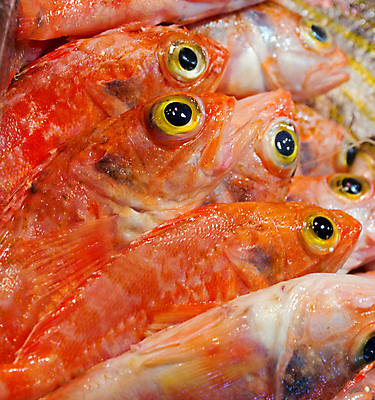 포토 JPG 해외이미지 동물 음식 바다 낚시 건강 어류 서기 사람없음 가로 빨간색 노란색 냉동 얼음 검은색 추위 죽음 신선 잡기 그룹 시장 먹기 해산물 준비 눈금 날것 흙더미 베이스 줄서기 해외202004 해외포토 자연요소 컬러 모션 현악기 레저 수중동물 흙 파일형식 더미 이미지허브