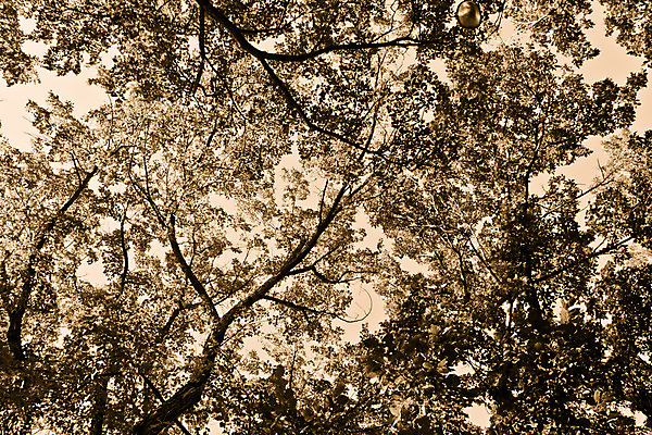 포토 JPG 해외이미지 나무 백그라운드 잎 패턴 자연 흑백 사람없음 나뭇가지 해외202004 해외포토 식물 무늬 촬영기법 생태계 파일형식 이미지허브