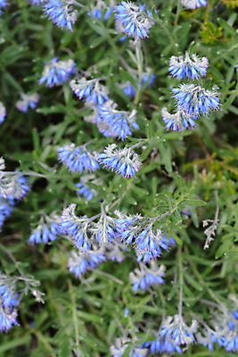 포토 JPG 해외이미지 식물 꽃 잎 자연 사람없음 야외 초록색 파란색 정원 봄 닫기 발칸반도 해외202004 해외포토 계절 컬러 모션 생태계 파일형식 이미지허브