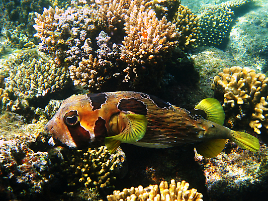 포토 JPG 해외이미지 동물 야생동물 바다 아프리카 자연 휴가 휴식 바닥 이집트 어류 사람없음 물 수중 스노클링 산호 암초 발견 깊이 동물상 이국적 해외202004 해외포토 자연요소 나라 컨셉 조형물 수중동물 수상스포츠 자포동물 생태계 파일형식 이미지허브