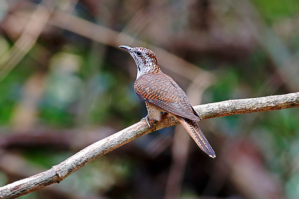 포토 JPG 해외이미지 나무 동물 여자 남자 아시아 얼굴 야생동물 백그라운드 날개 자연 조류 사람없음 야외 목재 가로 초록색 컬러풀 머리 환경 나뭇가지 만 막대기 닫기 숲 깃털 꼬리 부리 서식지 생태학 이국적 해외202004 해외포토 식물 교육 나라 컬러 재료 모션 사람 신체부위 생태계 파일형식 이미지허브