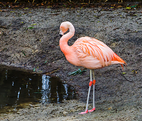 포토 JPG 해외이미지 동물 호수 얼굴 분홍색 곡선 조류 동물원 종류 사람없음 옆모습 빨간색 물 반려동물 강 컬러풀 머리 미국 활발 흰색 보호 수줍음 플라밍고 부리 신분 멸종 칠레 석호 계산서 강렬 이국적 목차 해외202004 해외포토 자연요소 감정 선 뷰포인트 컬러 컨셉 북아메리카 신체부위 남아메리카 파일형식 이미지허브