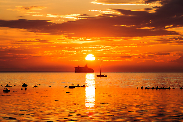 포토 JPG 해외이미지 실루엣 바다 여행 요트 갈매기 조류 하늘 바람 항해 사람없음 목재 물 태양 일출 항구 일몰 보트 군중 큼 크루즈 함선 해군 선원 포트 나루 도개교 에스토니아 해외202004 해외포토 자연요소 나무 동물 유럽 배_교통 재료 교통시설 날씨 군대 촬영기법 사람 노을 다리_건축물 크기 파일형식 이미지허브