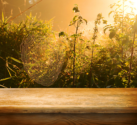 포토 JPG 해외이미지 나무 템플릿 디자인 공원 포스터 백그라운드 잎 오렌지 자연 탁자 아침 추상 전등 사람없음 야외 목재 빨간색 빛 컬러풀 노란색 정원 맑음 웹 새벽 활발 안개 덮개 가을 시골 널 갑판 레이아웃 복고 정사각형 보케 거미 페이지 마법 강렬 뿌연 카피스페이스 해외202004 해외포토 주간 자연요소 도형 식물 계절 공공시설 컬러 가구 곤충 컨셉 무늬 인터넷 배_교통 과일 재료 날씨 조명 공백 뚜껑 생태계 파일형식 이미지허브