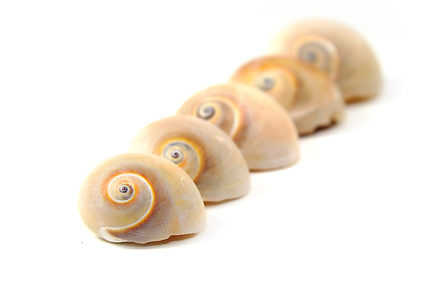 포토 JPG 해외이미지 모양 디자인 바다 여행 백그라운드 자연 추상 휴가 조개 연체동물 사람없음 옆모습 장식 여름 껍질 굴 흰색 상품 오브젝트 질감 치수 홍합 암초 내추럴 고립 줄서기 많음 해외202004 해외포토 계절 뷰포인트 컬러 컨셉 무늬 모션 어패류 무척추동물 생태계 파일형식 이미지허브