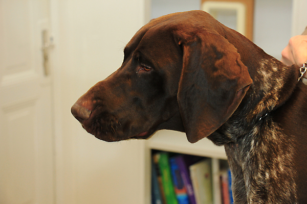 포토 JPG 해외이미지 동물 남자 털 사람없음 반려동물 갈색 흰색 개 사냥개 송곳니 기르기 유래 충고 해외202004 해외포토 컬러 포유류 사람 치아 돌봄 파일형식 이미지허브