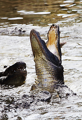 포토 JPG 해외이미지 포즈 사람없음 물 달리기 점프 손상 오픈 입 치아 습지 먹이 먹기 배고픔 싸움 육식동물 악어 토막 포식 해외202004 해외포토 자연요소 동물 컨셉 파충류 모션 신체부위 소화기관 파일형식 이미지허브
