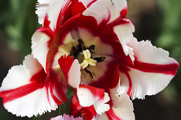 포토 JPG 해외이미지 식물 꽃잎 꽃 꽃무늬 밭 전구 사람없음 빨간색 초록색 정원 봄 튤립 벚꽃 흰색 해외202004 해외포토 계절 컬러 무늬 농업 파일형식 이미지허브