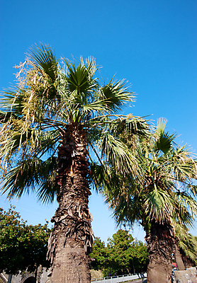 포토 JPG 해외이미지 나무 식물 여행 잎 2 자연 휴가 휴식 열대 손바닥 사람없음 초록색 반사 맑음 뜨거움 허브 오브젝트 휴양지 코코넛 내추럴 아열대 이국적 파라다이스 해외202004 해외포토 손 컬러 컨셉 과일 날씨 장소 생태계 파일형식 이미지허브