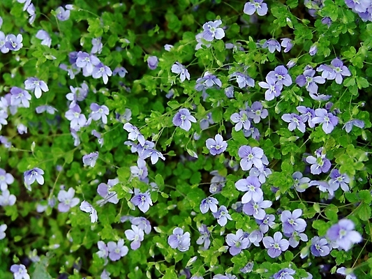 포토 JPG 해외이미지 식물 계절 꽃 꽃다발 백그라운드 자연 벽지 사람없음 초록색 파란색 컬러풀 정원 벚꽃 침대 신용카드 개화 만족 그림 질감 많음 해외202004 해외포토 감정 컬러 가구 컨셉 금융 생태계 파일형식 이미지허브