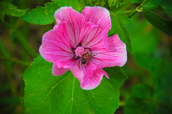 포토 JPG 해외이미지 식물 1 꽃잎 꽃 줄기 분홍색 백그라운드 잎 꽃무늬 밭 자연 사람없음 야외 장식 가로 초록색 여름 장미 머리 정원 벚꽃 신선 개화 닫기 원예 내추럴 창백 깊이 꽃수술 리갈 아욱 파스텔톤 해외202004 해외포토 계절 컬러 무늬 농업 모션 취미 신체부위 생태계 파일형식 이미지허브