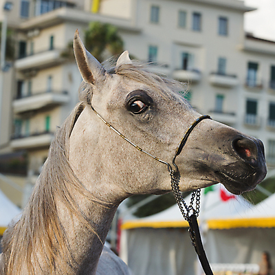 포토 JPG 해외이미지 동물 1 남자 감정 밭 포유류 모션 자연 사람없음 야외 가로 빨간색 초록색 여름 빛 달리기 농장 갈색 머리 검은색 어둠 힘 일몰 회색 자유 흰색 만 승마 황금 속도 호기심 갈기 고립 무료 해외202004 해외포토 계절 스포츠 컬러 컨셉 농업 사람 신체부위 노을 생태계 파일형식 이미지허브